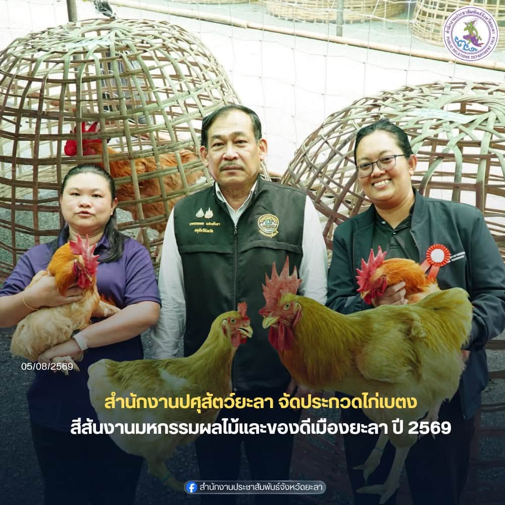 สนง.ปศุสัตว์ยะลา จัดประกวดไก่เบตง สีสันงานมหกรรมผลไม้และของดีเมืองยะลา ประจำปี 2569